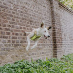 Premium padded dog harness - olive green/neon yellow - Image 7