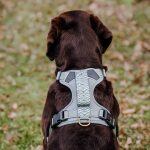 Premium padded dog harness - anthracite/ice blue - Image 2