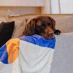 The Cozy Pup - Hundedecke – Bild 6