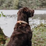 Hundehalsband Outdoor FLEX – Wasserfest – Mocca/Mousse – Bild 5