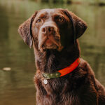 Dog collar Outdoor FLEX - Waterproof - Neon orange/green