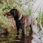 Hundehalsband Outdoor FLEX – Wasserfest – Schwarz/Mint – Bild 3