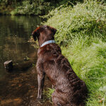 Hundehalsband Outdoor FLEX – Wasserfest – Taupe/Blau – Bild 5