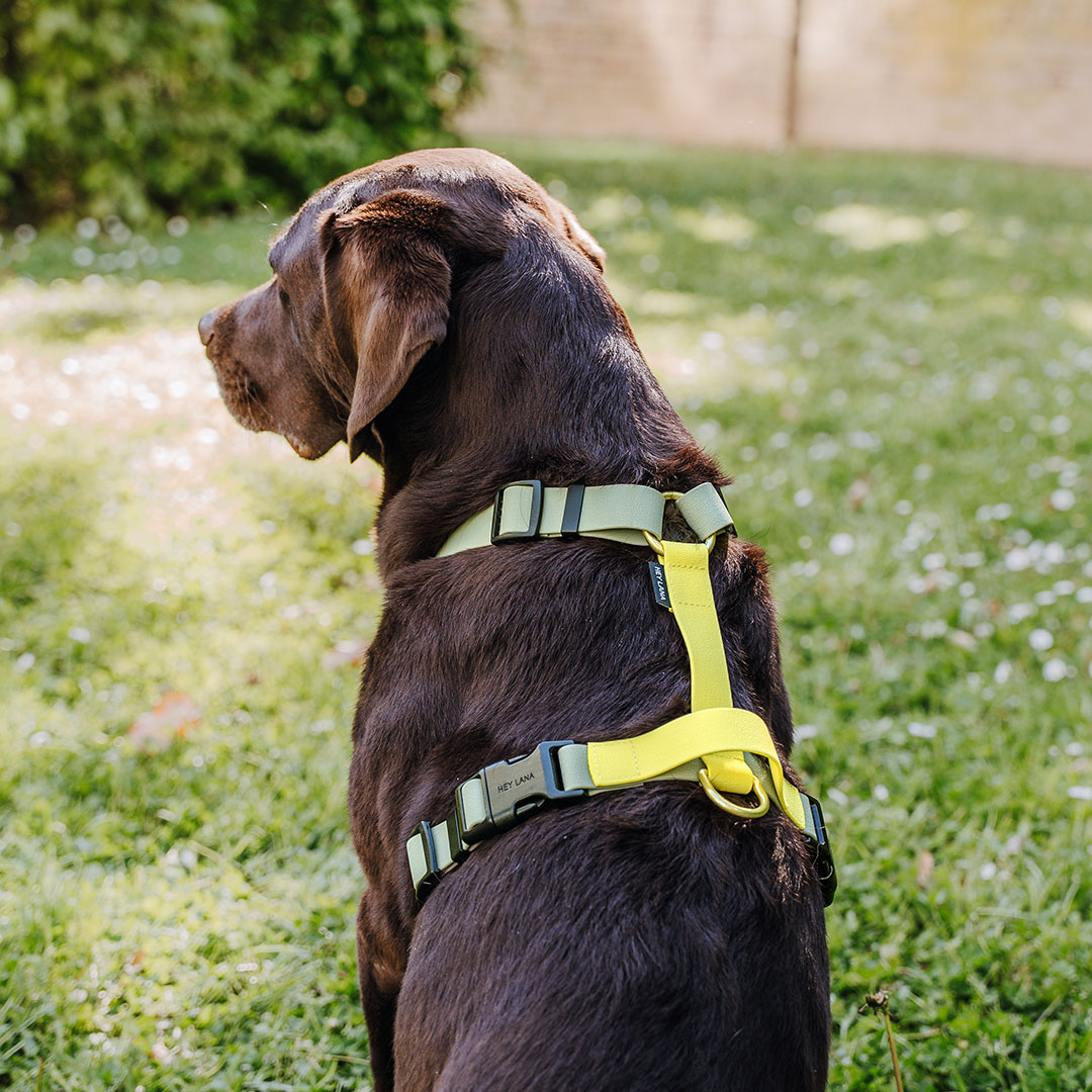 hey-lana-fuehrgeschirr-outdoor-lemon-seagrass-m-hinten Führgeschirr - Outdoor FLEX - 5-fach verstellbar mit Haltegriff - Lemon/Seagrass – Bild 1