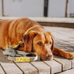 Outdoor FLEX lead - 3-way adjustable - Lemon/Seagrass - Image 3