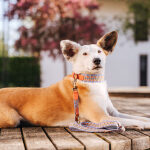 Premium padded dog collar - Sunset/Eucalyptus