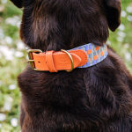 Premium padded dog collar - Sunset/Eucalyptus - Image 3