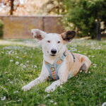 Premium Padded Dog Harness - Sunset/Eucalyptus - Image 3