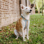 Premium Padded Dog Harness - Sunset/Eucalyptus