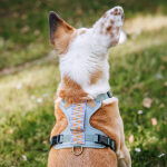 Premium Padded Dog Harness - Sunset/Eucalyptus - Image 5