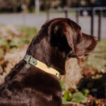 Dog collar Outdoor FLEX - Waterproof - Lemon/Seagrass - Image 3