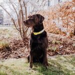 Dog collar Outdoor FLEX - Waterproof - Lemon/Seagrass - Image 5